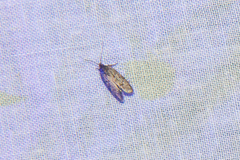 Heteromicta pachytera