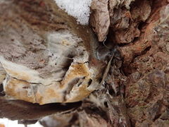 Coniophoraceae