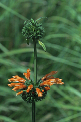 Leonotis leonurus