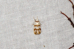 Chezala brachypepla