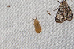 Autosticha kyotensis