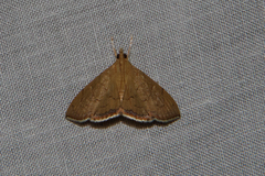 Hyalobathra crenulata