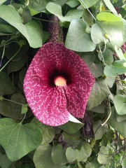 Aristolochia