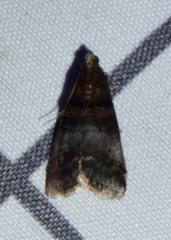 Acrobasis angusella