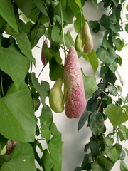 Aristolochia
