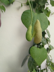 Aristolochia