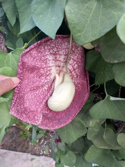 Aristolochia