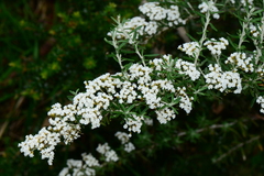 Ozothamnus