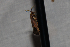 Pycnocera hypoxantha