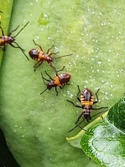 Oncopeltus famelicus