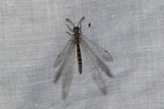Protoplectrini