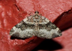 Xanthorhoe lacustrata