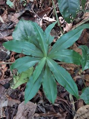 Habenaria stenopetala