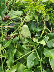 Oncopeltus famelicus