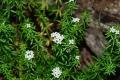 Asperula