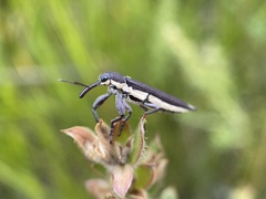 Rhinotia suturalis