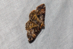 Aporoctena scierodes