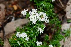 Asperula