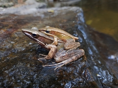 Indosylvirana magna