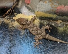 Tarentola mauritanica