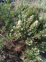 Phylica parviflora