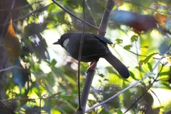 Pterorhinus chinensis