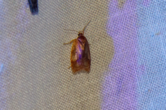 Oligoloba severa