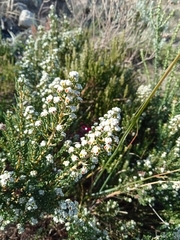 Phylica parviflora