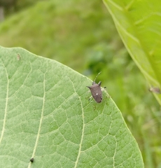 Proxys albopunctulatus
