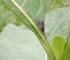 Proxys albopunctulatus