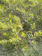Combretum erythrophyllum