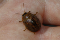 Paropsis variolosa