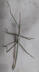 Phasmatini