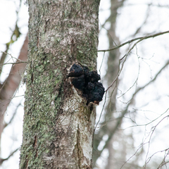 Inonotus obliquus sterilis