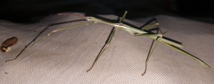 Phasmatini