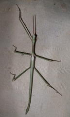 Phasmatini