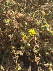 Centromadia parryi australis