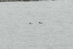 Melanitta perspicillata