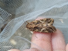 Spodoptera cosmioides