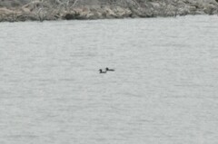 Melanitta perspicillata