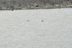 Melanitta perspicillata