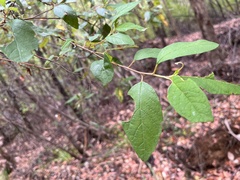 Trymalium odoratissimum