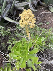 Aeonium