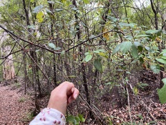 Trymalium odoratissimum