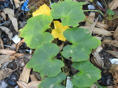 Cucurbita moschata