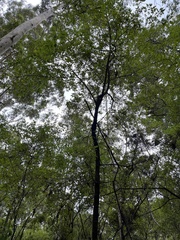 Trymalium odoratissimum