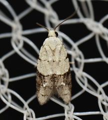 Tracholena sulfurosa