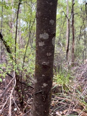 Trymalium odoratissimum