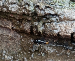 Piestinae