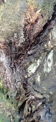 Piestinae